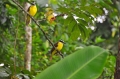 costa rica wildlife, pacific-026